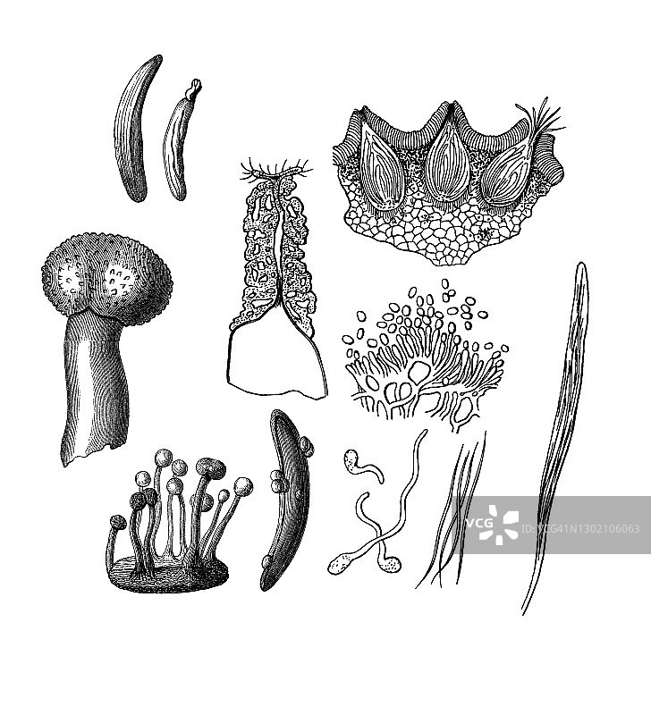 麦角菌古老雕刻插图图片素材