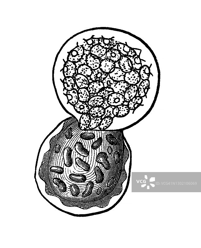 白锈病（Albugo candida）的古老雕刻插图图片素材