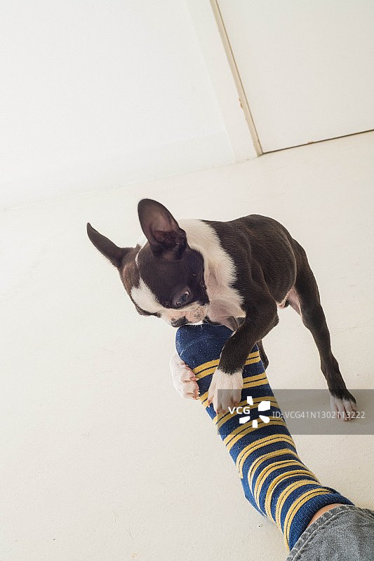 波士顿梗幼犬啃咬穿着条纹袜子的脚图片素材