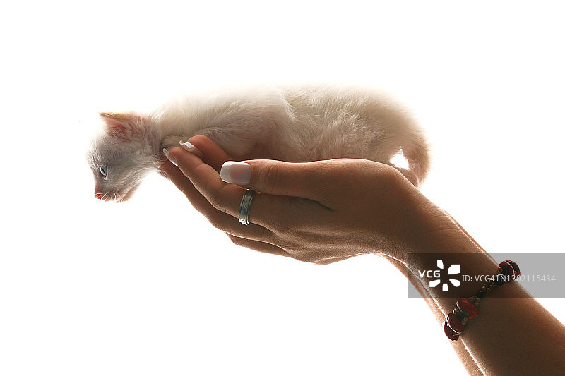 手中的小猫特写图片素材