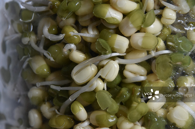 绿豆芽特写图片素材