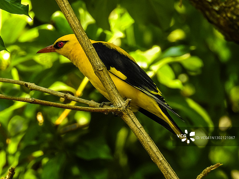 印度金鹂图片素材