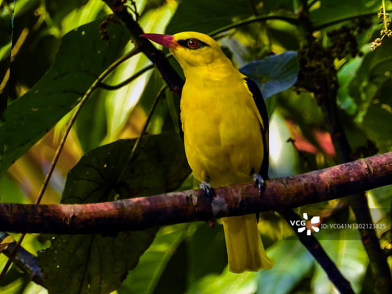 印度金鹂图片素材