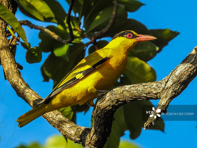 印度金鹂图片素材