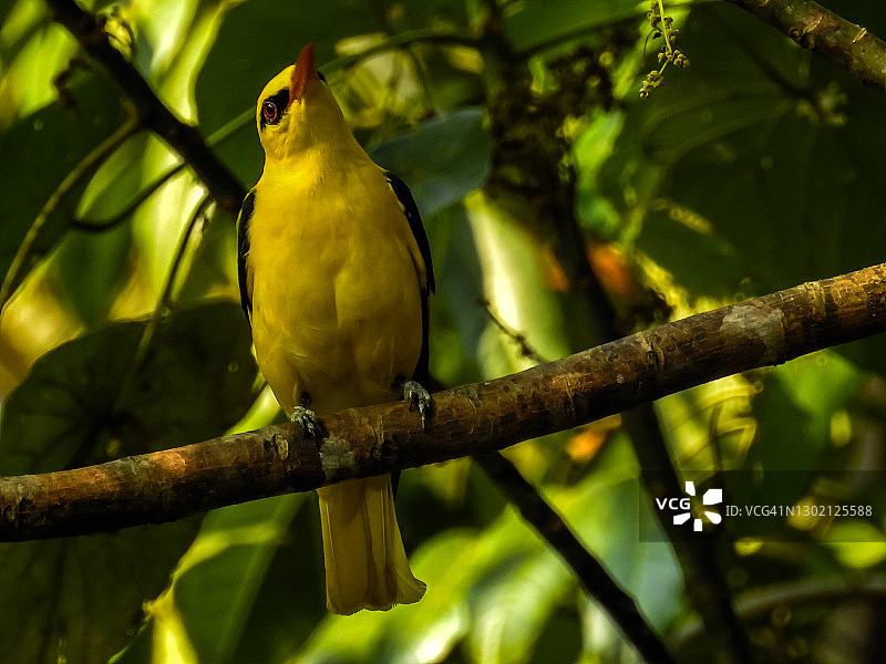 印度金鹂图片素材