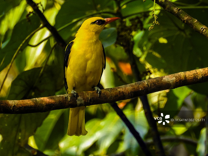 印度金鹂图片素材