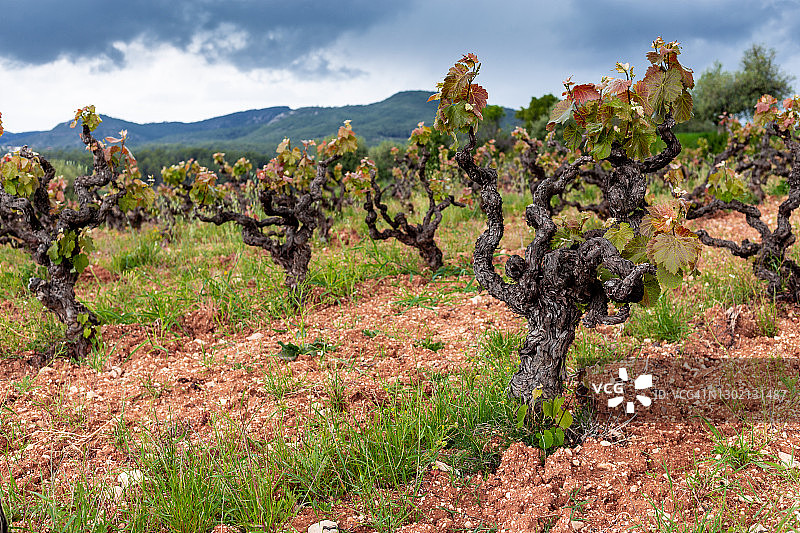 葡萄园图片素材