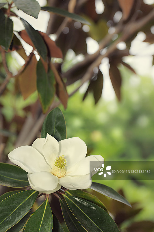 树上新开的玉兰花图片素材