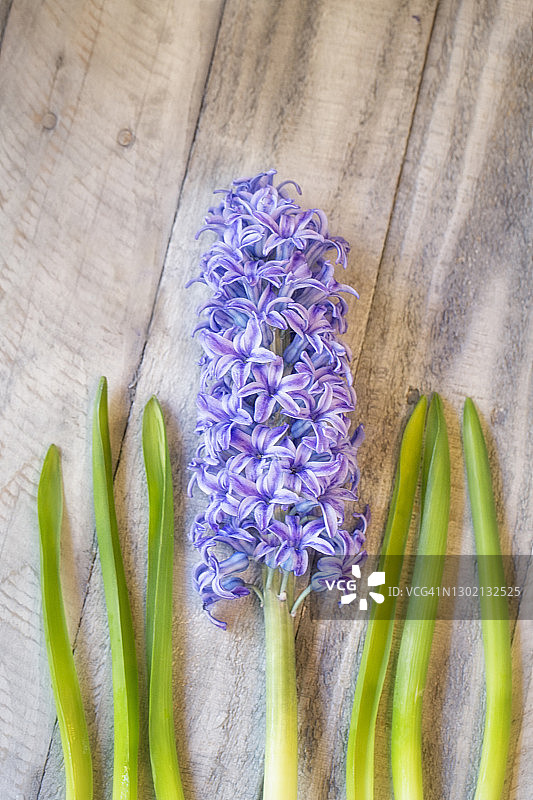 灰色木桌上的风信子和叶子图片素材