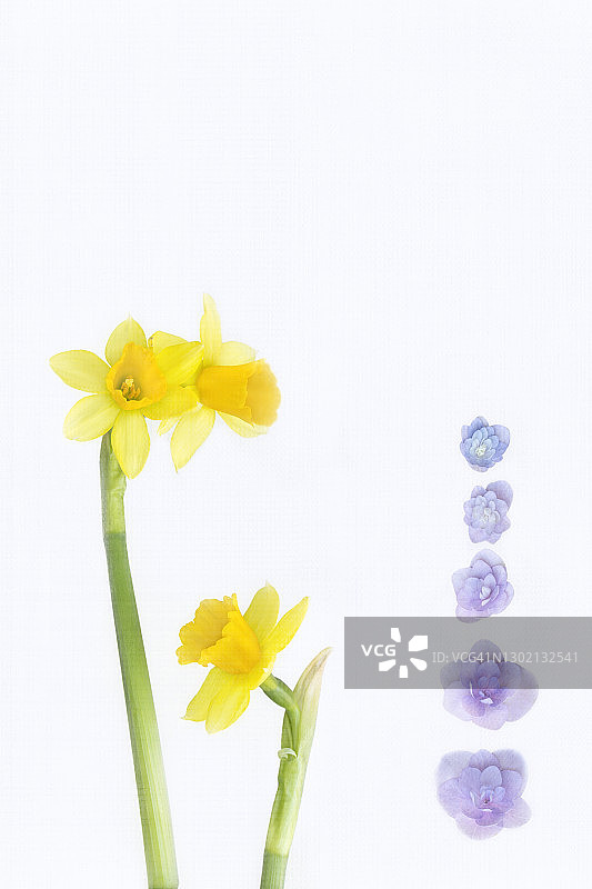 白色背景上的洋水仙和绣球花图片素材