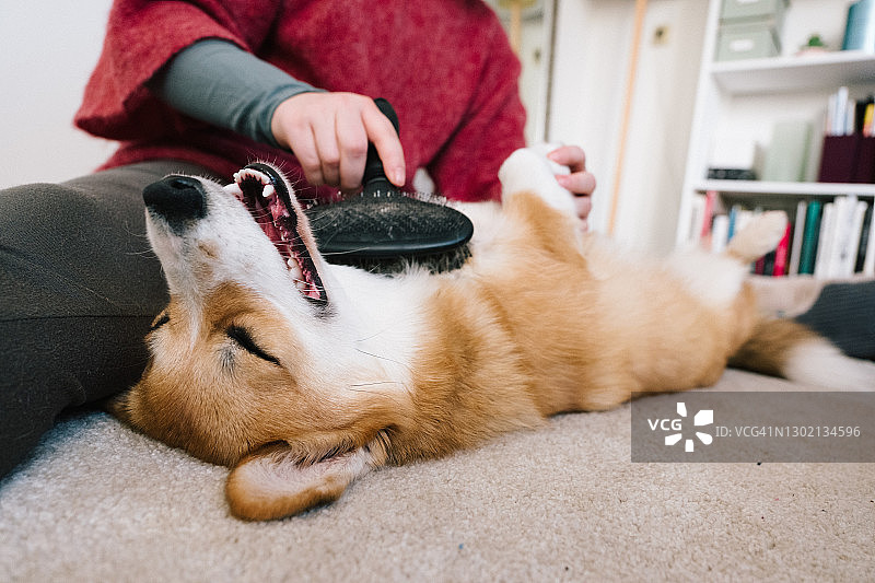 宠物美容：柯基犬毛发梳理图片素材