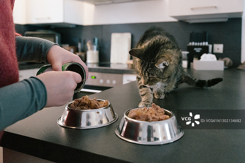为饥饿的猫准备宠物食品图片素材
