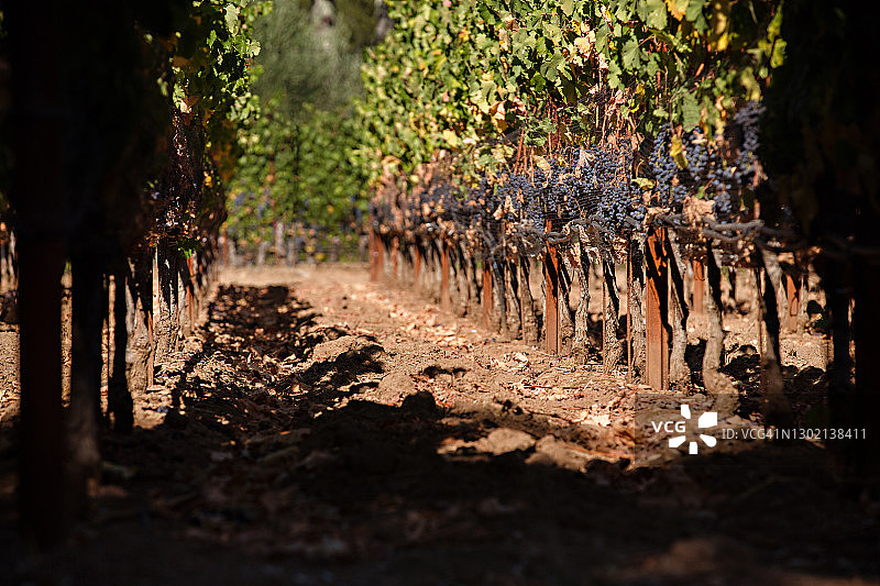 葡萄园藤蔓上悬挂的葡萄串图片素材