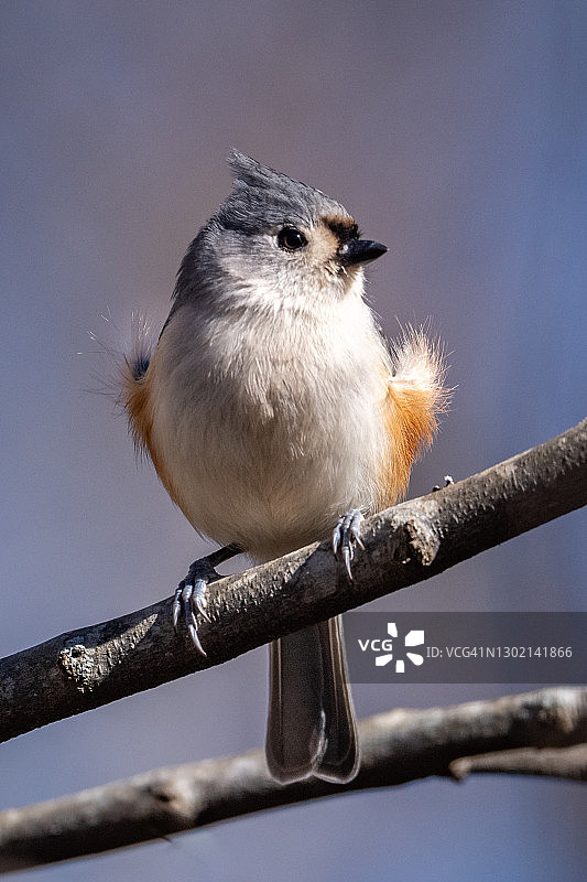 冬季簇绒山雀图片素材