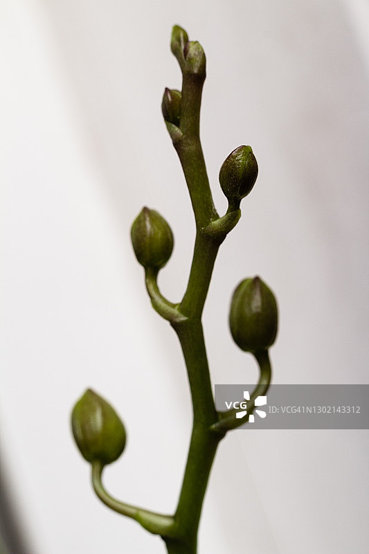 兰花花蕾图片素材