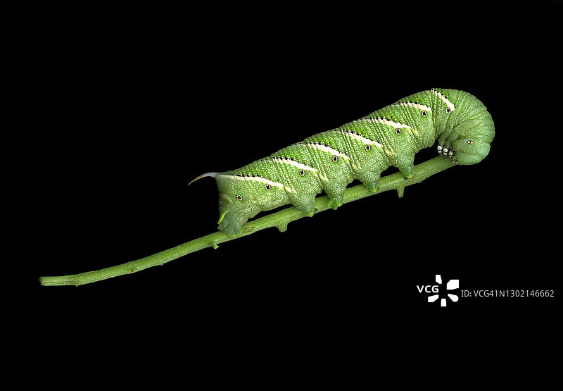 黑背景上，烟草天蛾幼虫（Manduca sexta）啃食番茄植株茎图片素材