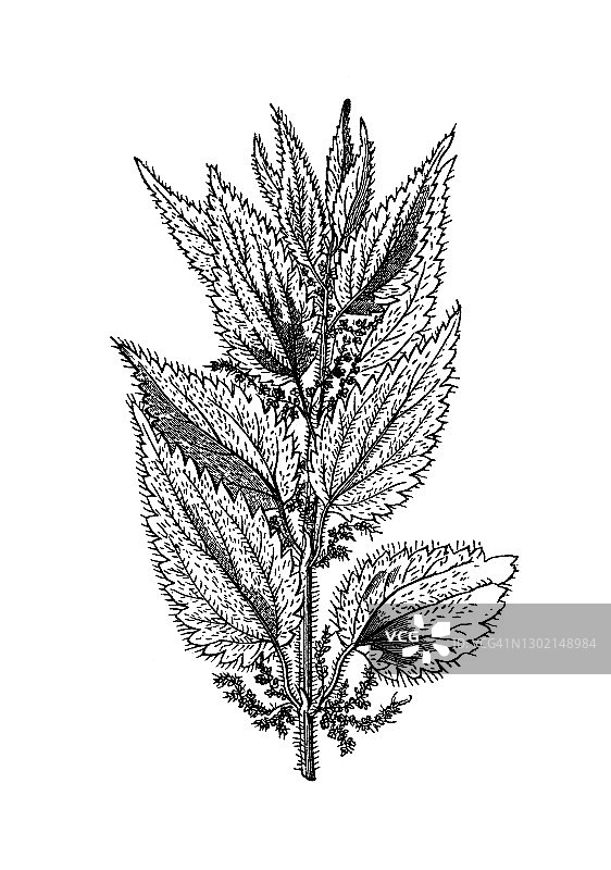 荨麻古老雕刻插图图片素材