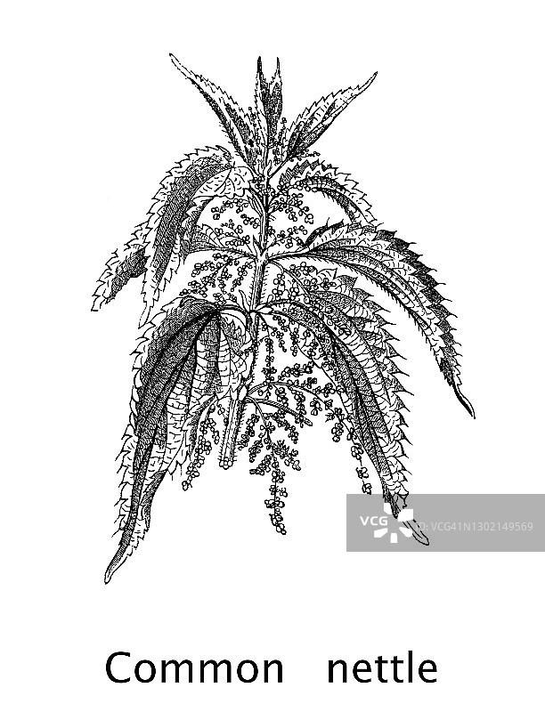 荨麻古老雕刻插图图片素材