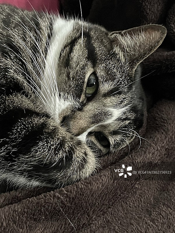 休息的宠物猫图片素材