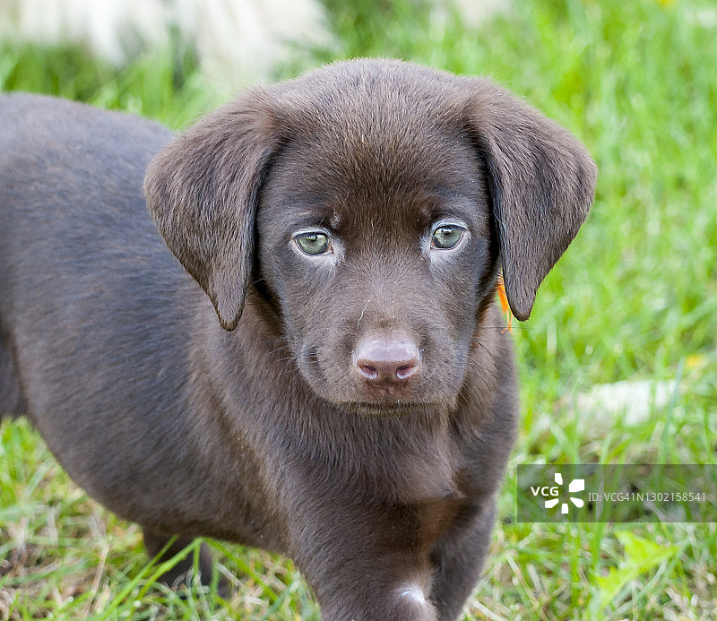 可爱的拉布拉多寻回犬幼犬图片素材