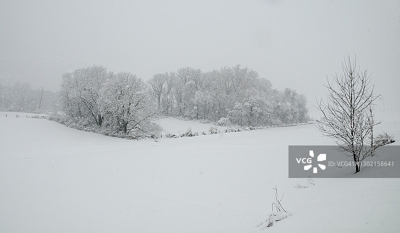 森林中的冬季暴风雪，树木和灌木丛被白雪覆盖图片素材