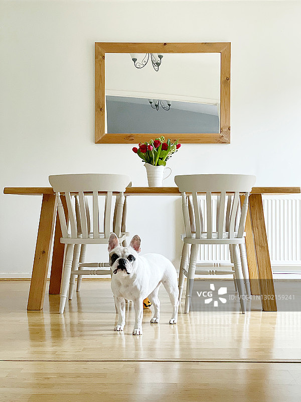 极简主义餐厅里的狗图片素材