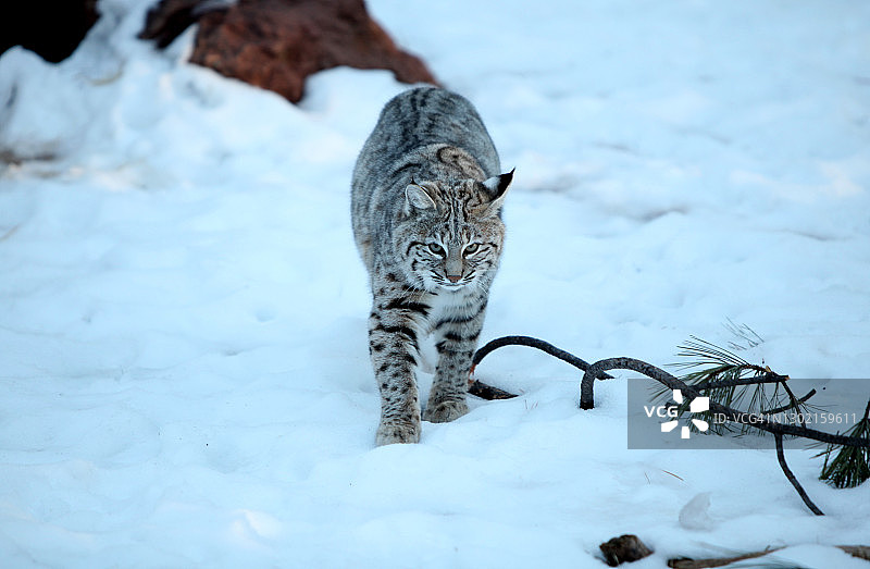 亚利桑那州贝里佐纳旅游目的地图片素材
