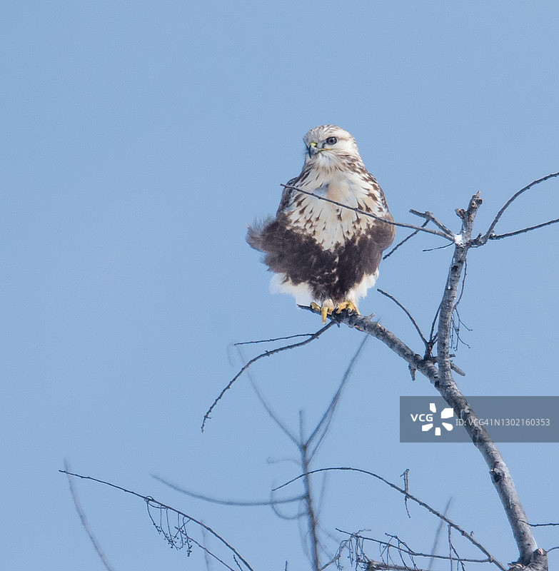 栖息的毛腿老鹰图片素材