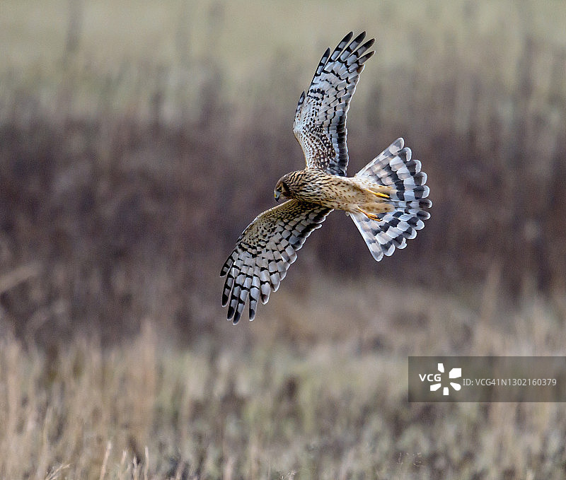 飞行中捕食田鼠的北美鹞图片素材