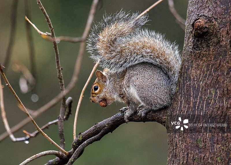 佛罗里达群岛的灰松鼠图片素材