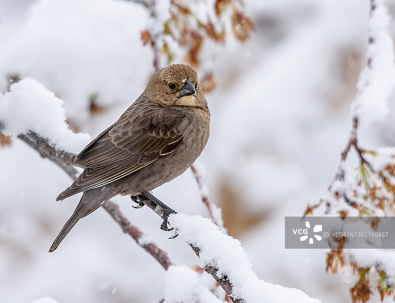棕头 cowbird图片素材