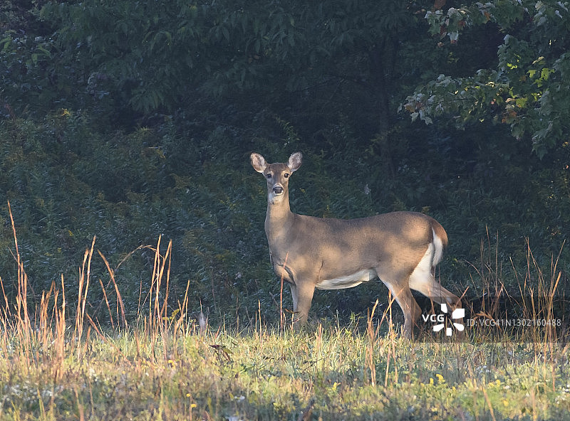 白尾母鹿图片素材
