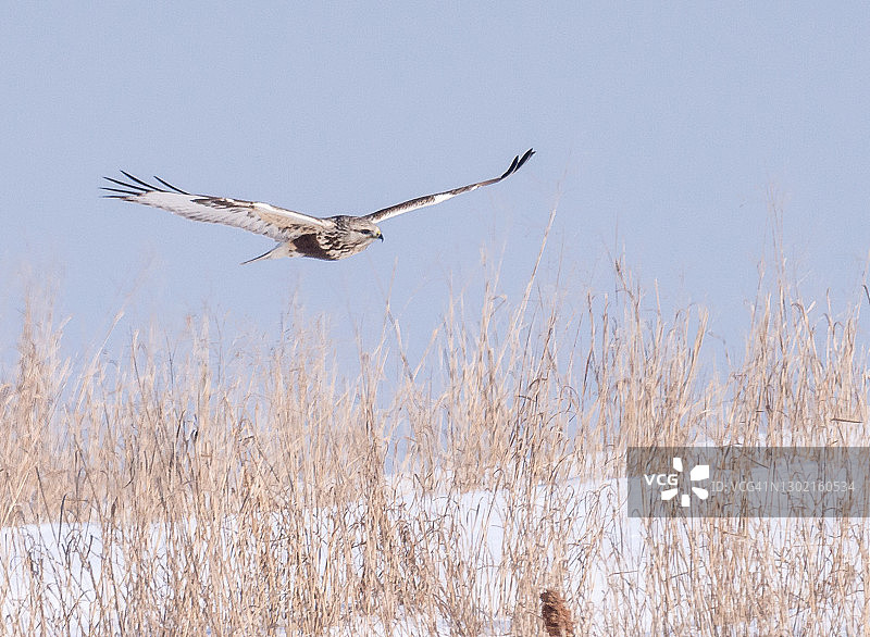 飞翔狩猎的毛脚鵟图片素材