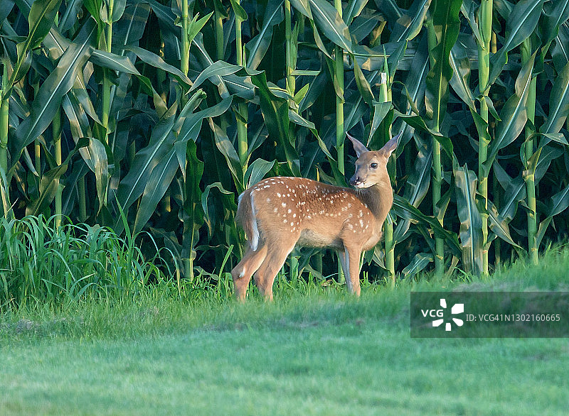 白尾鹿幼鹿图片素材