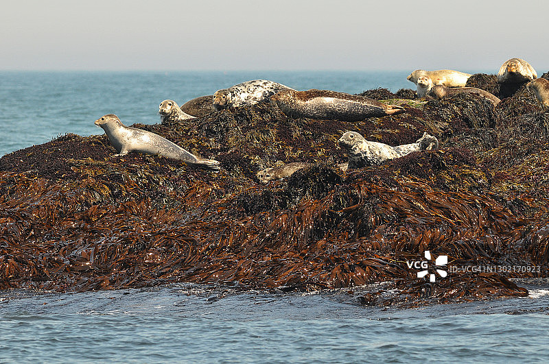 加拿大新不伦瑞克省马奇亚斯海豹岛附近的海豹群图片素材
