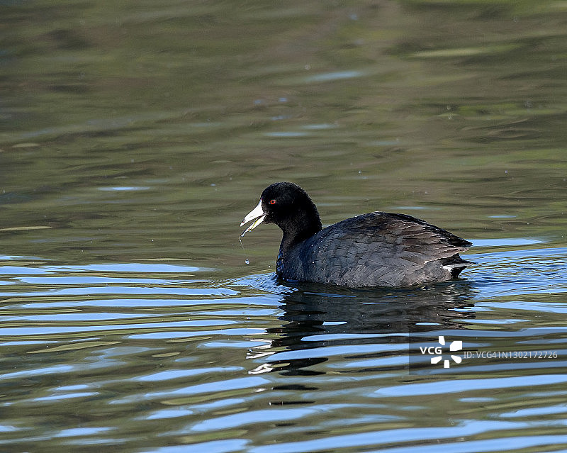 美国的傻瓜图片素材