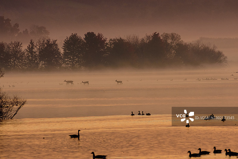 日出前白尾鹿横穿湖面图片素材