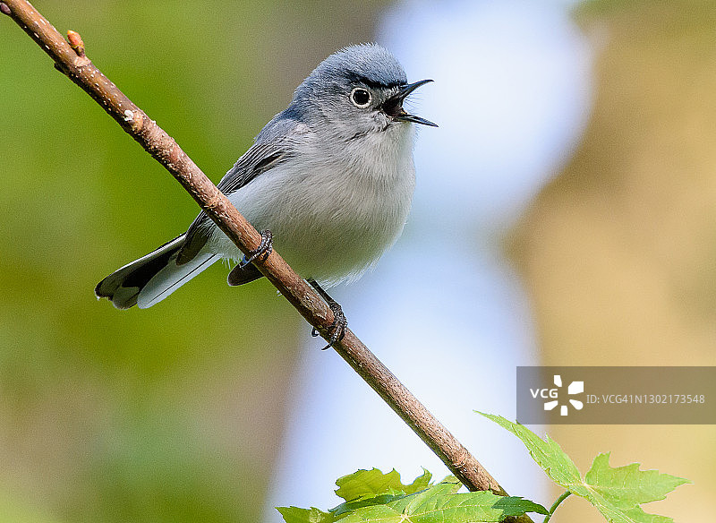 蓝灰蚋莺图片素材