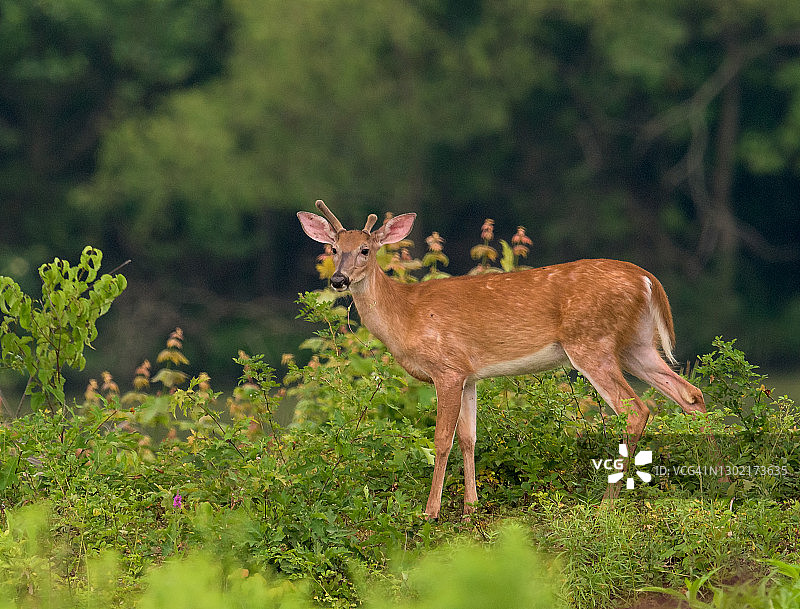 求偶期白尾鹿雄鹿图片素材