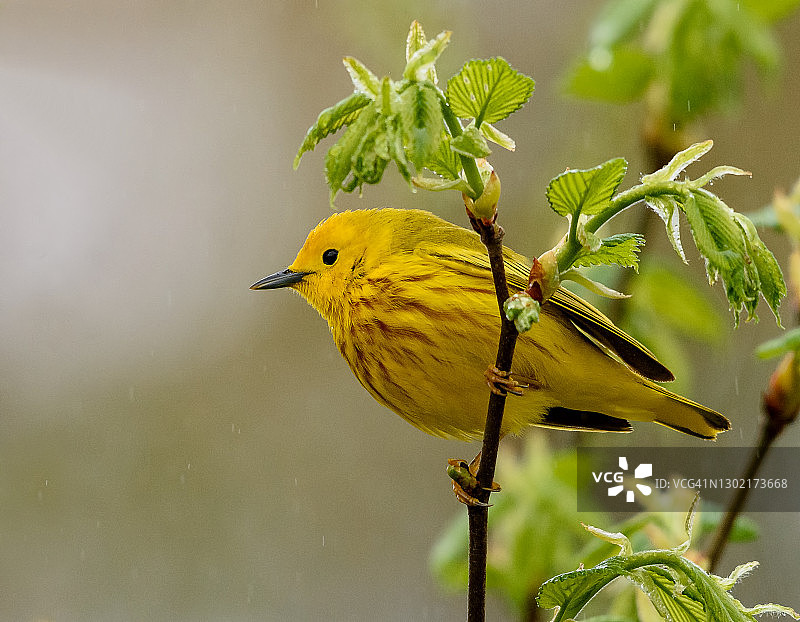 宾夕法尼亚州春季迁徙期间的亮黄色莺图片素材