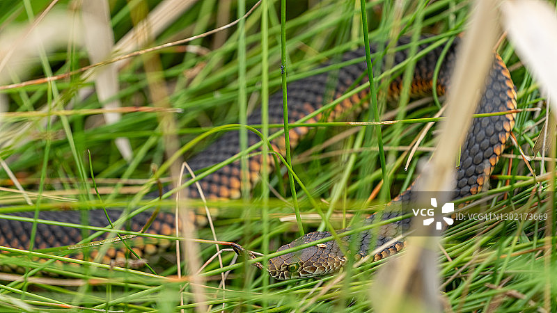 澳大利亚铜头蛇图片素材