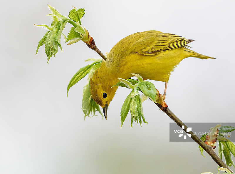 宾夕法尼亚州春季迁徙期间的亮黄色莺图片素材