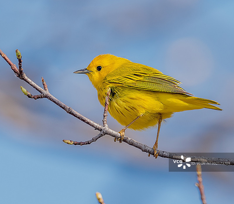 宾夕法尼亚州春季迁徙期间的亮黄色莺图片素材
