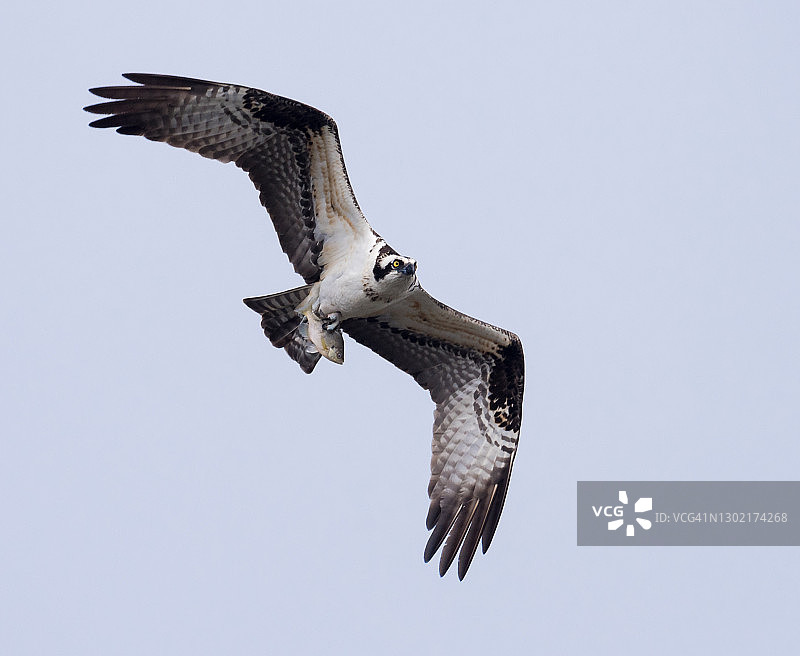 在小湖上空寻找鱼的鹗或鱼鹰图片素材