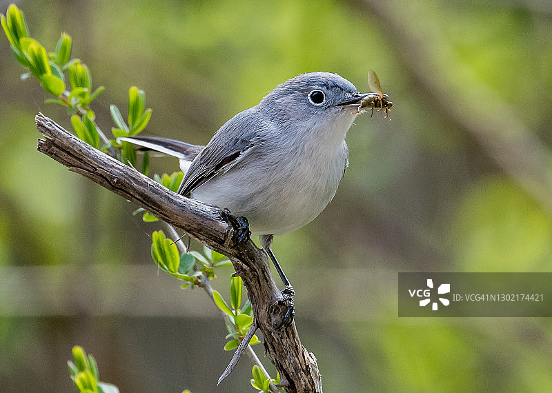 蓝灰蚋莺图片素材