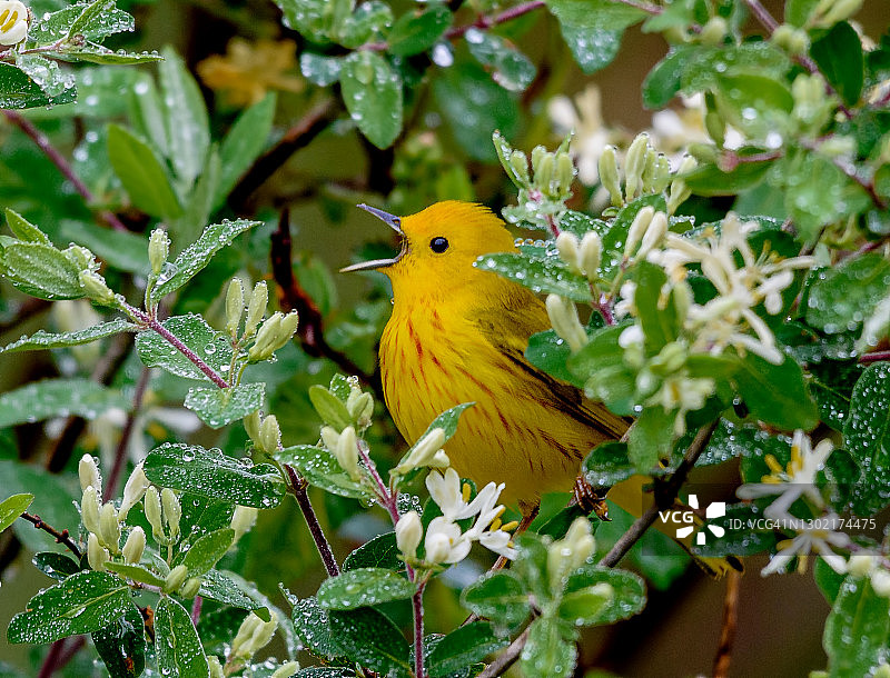 宾夕法尼亚州春季迁徙期间的亮黄色莺图片素材
