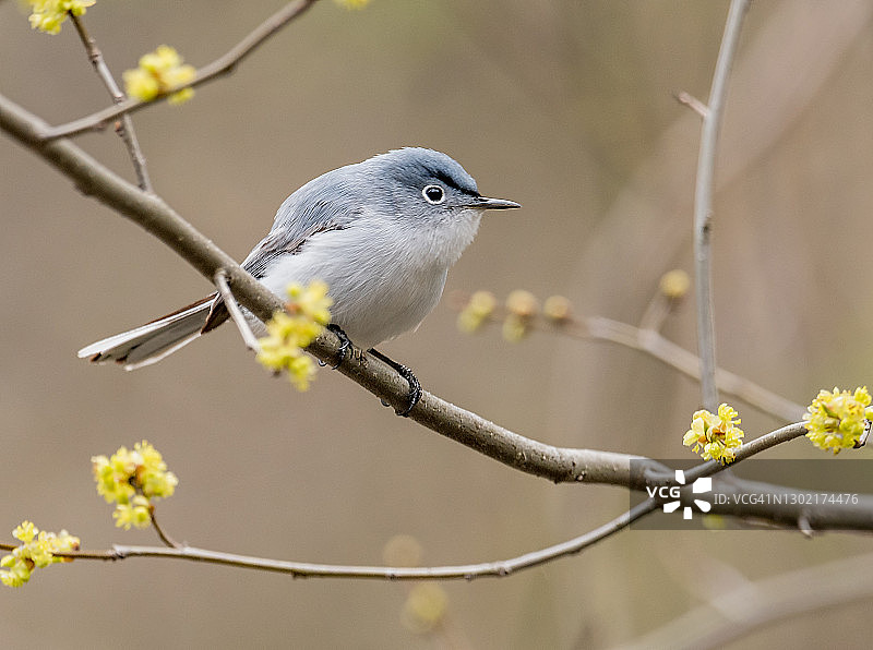 蓝灰蚋莺图片素材