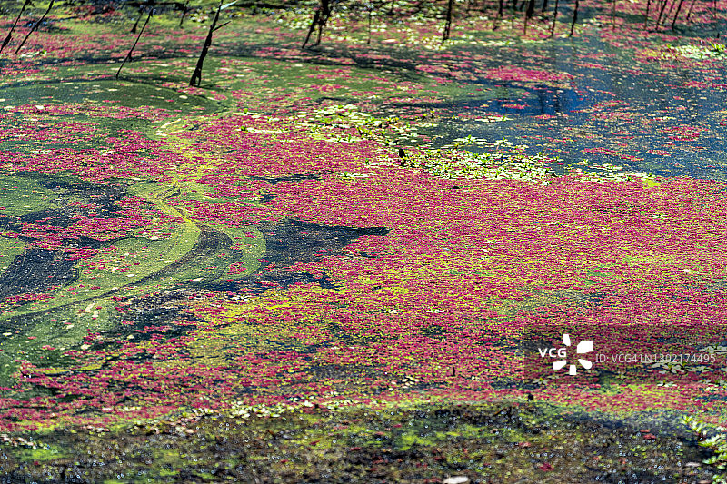 南澳大利亚内陆湿地图片素材