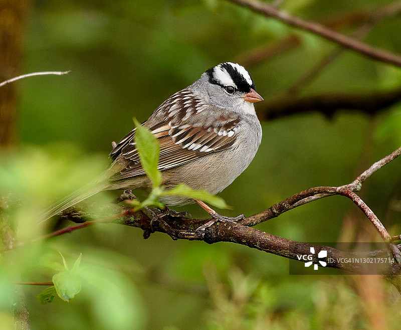 白冠麻雀图片素材