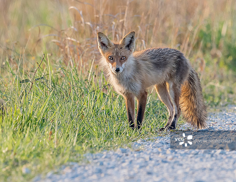 红狐幼崽图片素材